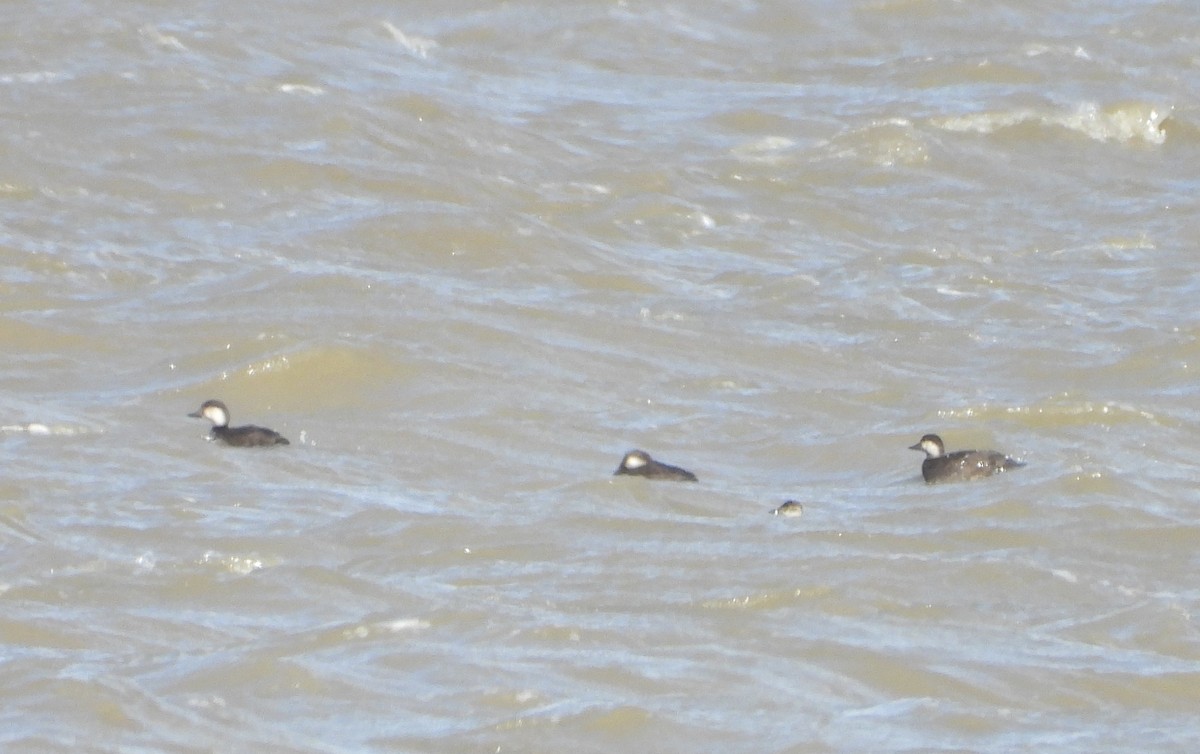 Macreuse à bec jaune - ML644502849