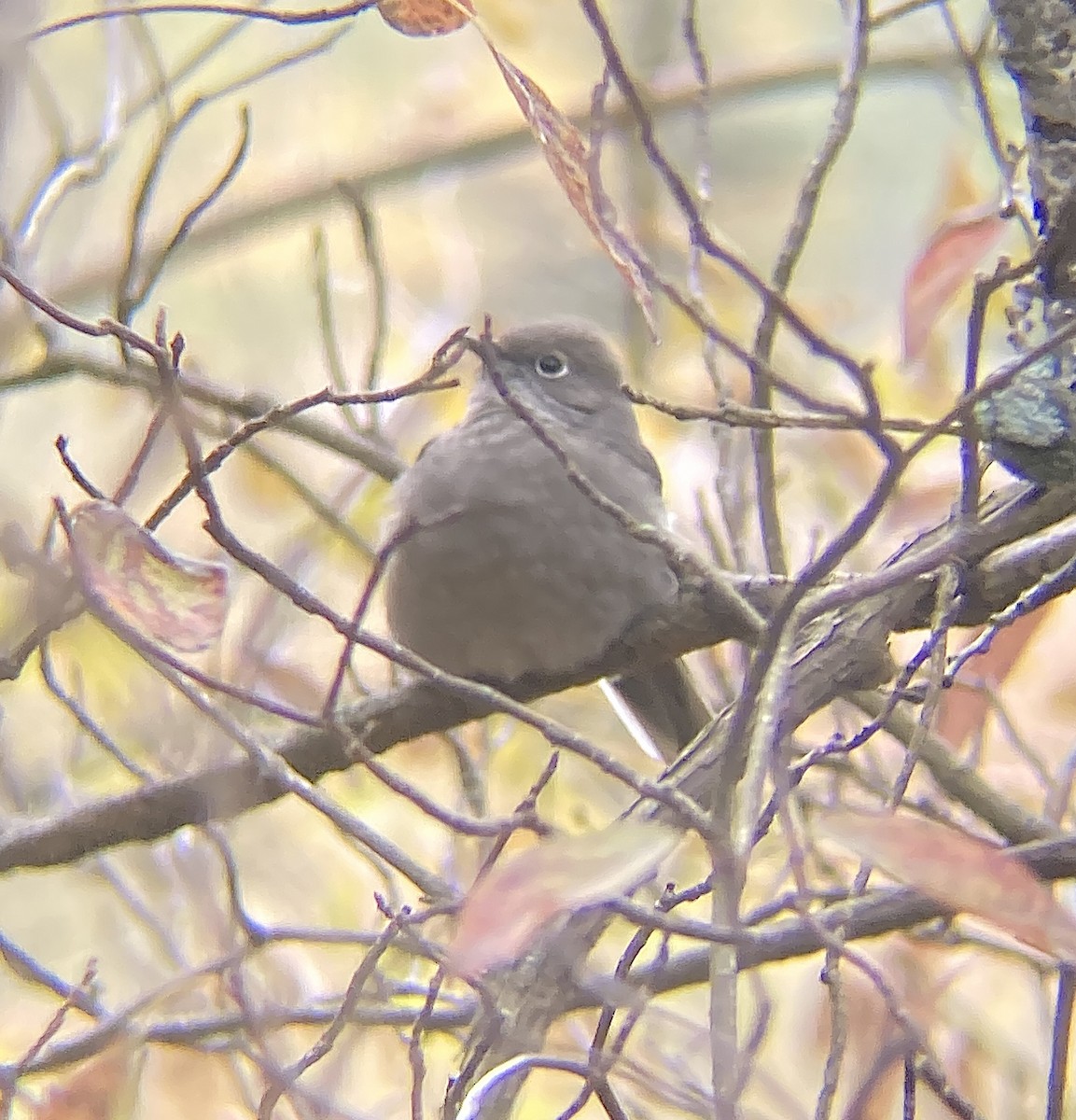 ハエトリツグミ - ML644502855