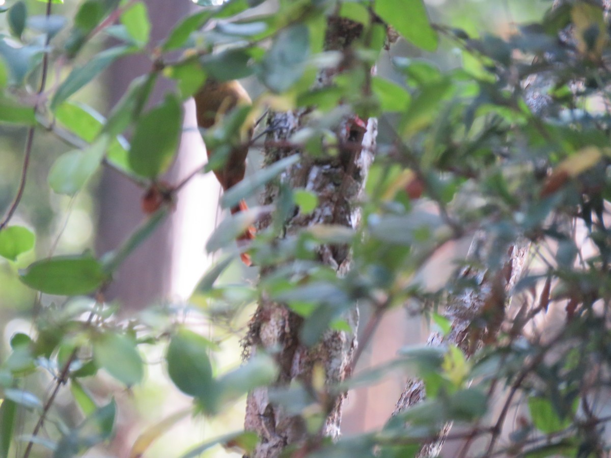 Olivaceous Woodcreeper - ML644502856