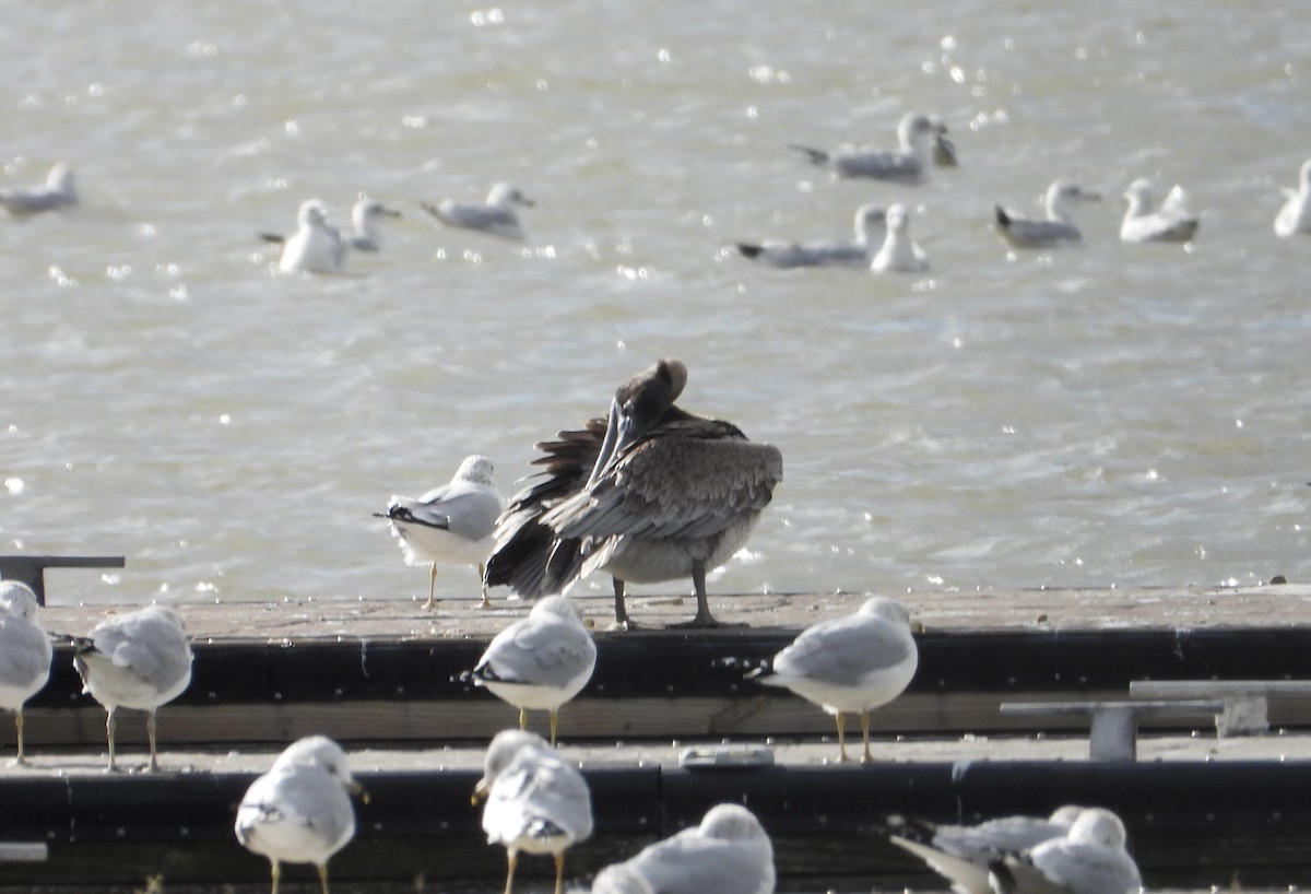 Brown Pelican - ML644502857