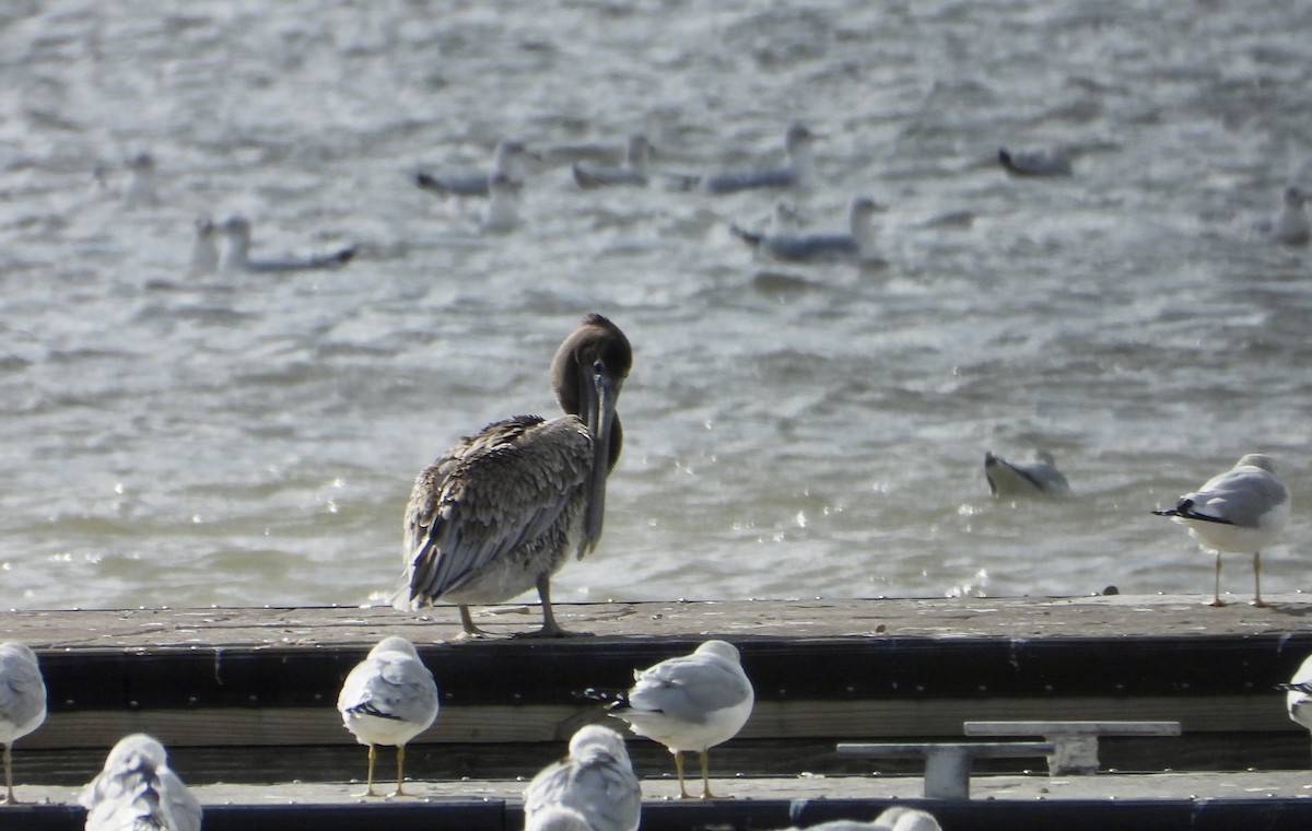 Brown Pelican - ML644502858