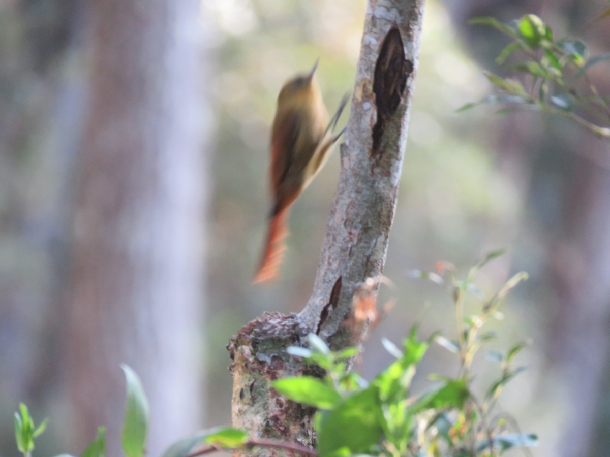 Olivaceous Woodcreeper - ML644502860