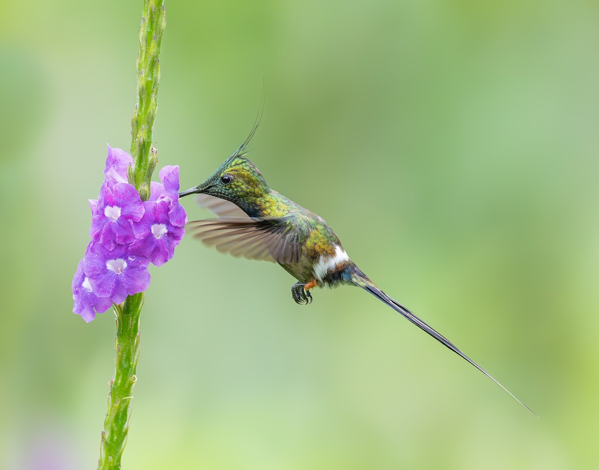 Wire-crested Thorntail - ML644502861