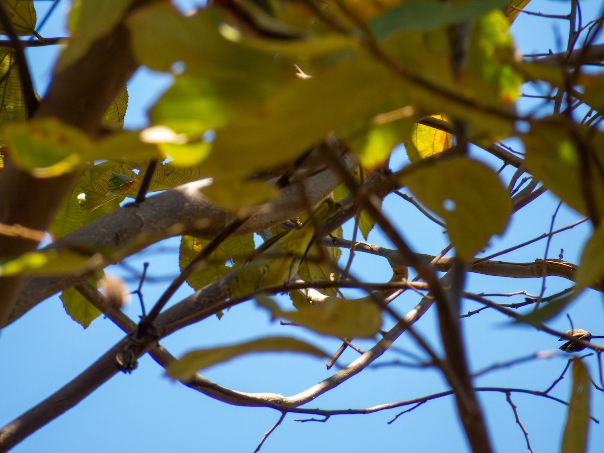 Rufous-headed Tanager - ML644502866