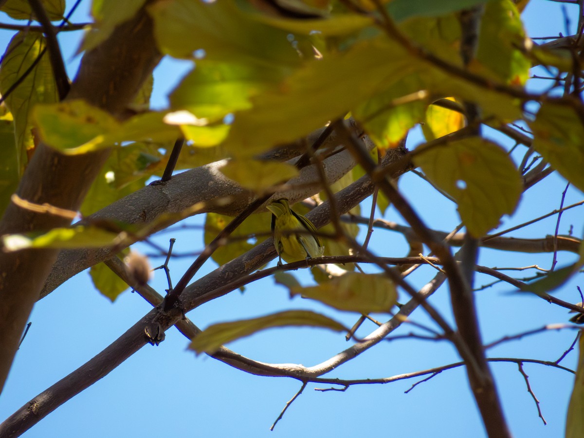 Rufous-headed Tanager - ML644502867