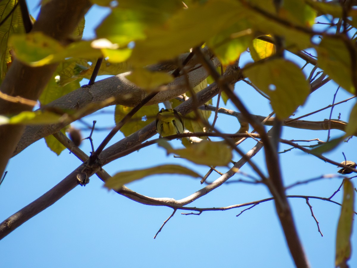 Rufous-headed Tanager - ML644502868