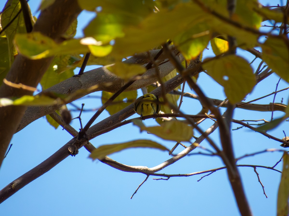 Rufous-headed Tanager - ML644502869