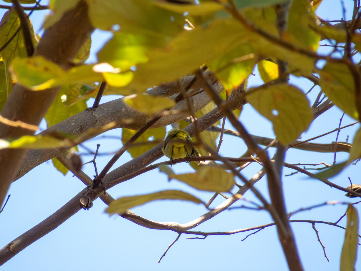 Rufous-headed Tanager - ML644502870