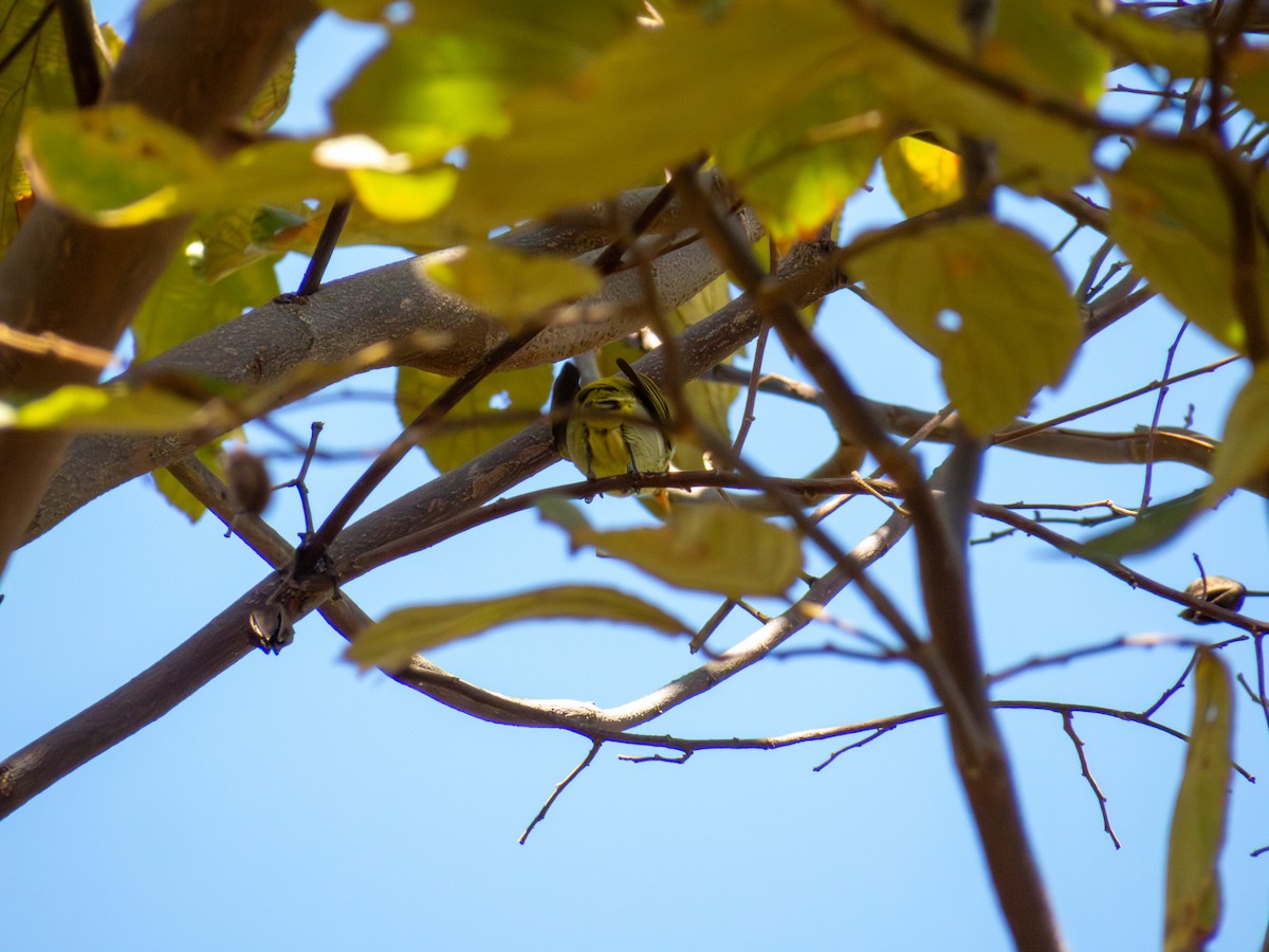 Rufous-headed Tanager - ML644502871