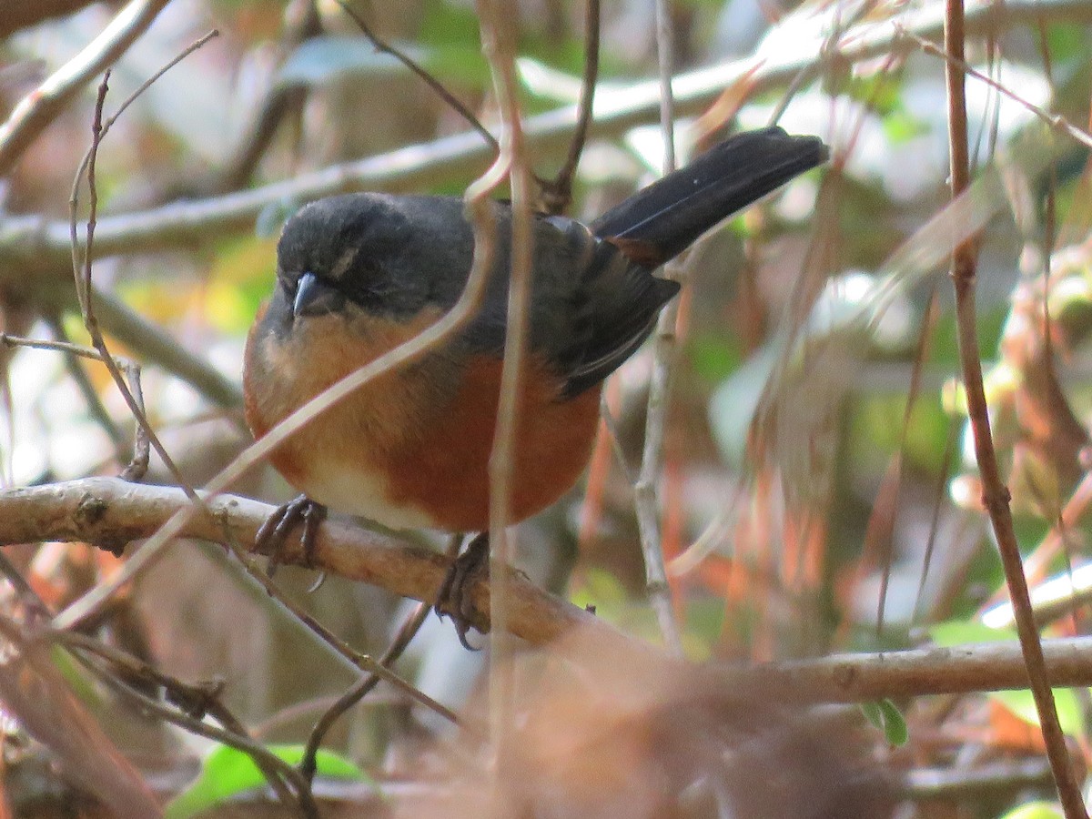 Buff-throated Warbling Finch - ML644502872