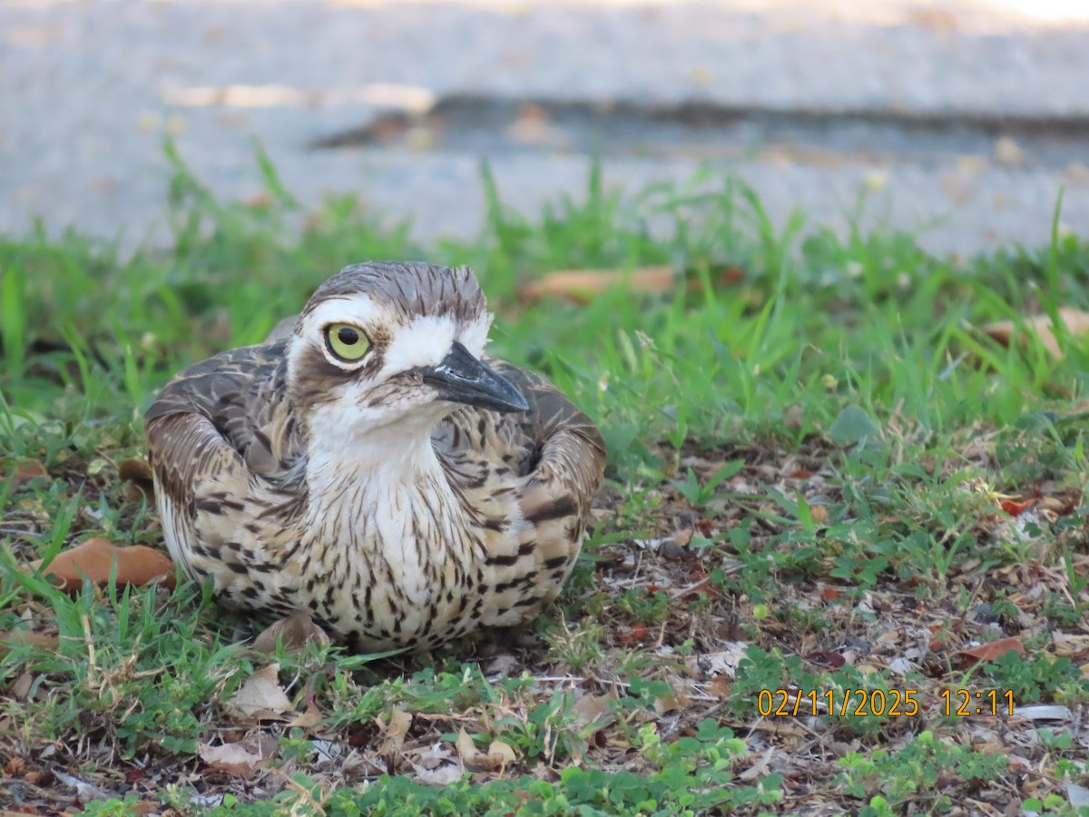 Bush Thick-knee - ML644502873