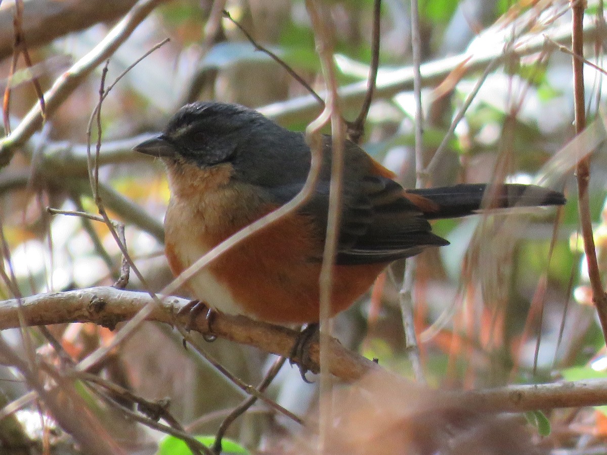 Buff-throated Warbling Finch - ML644502874