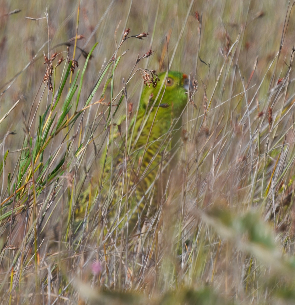 Ground Parrot - ML644502876