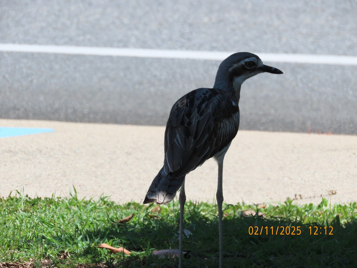 Bush Thick-knee - ML644502878