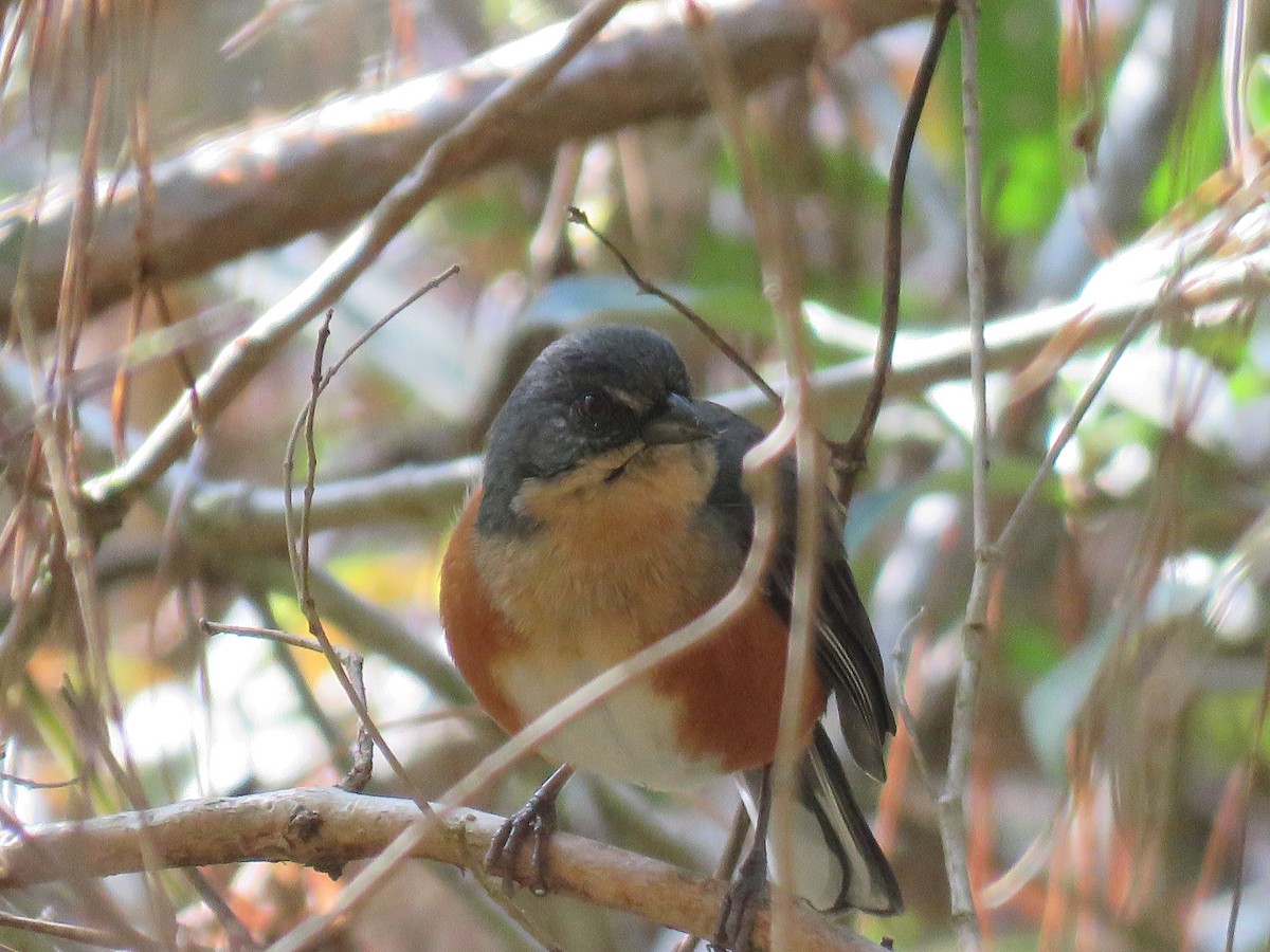 Buff-throated Warbling Finch - ML644502879