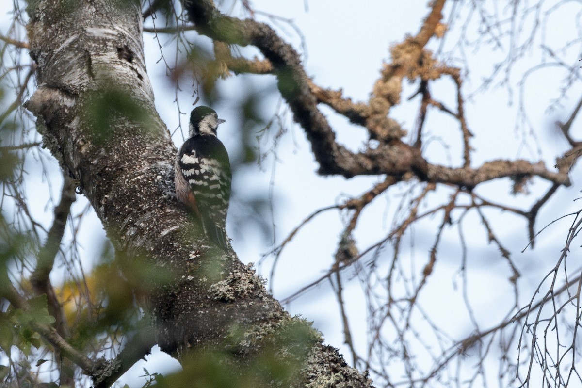 White-backed Woodpecker - ML644502880