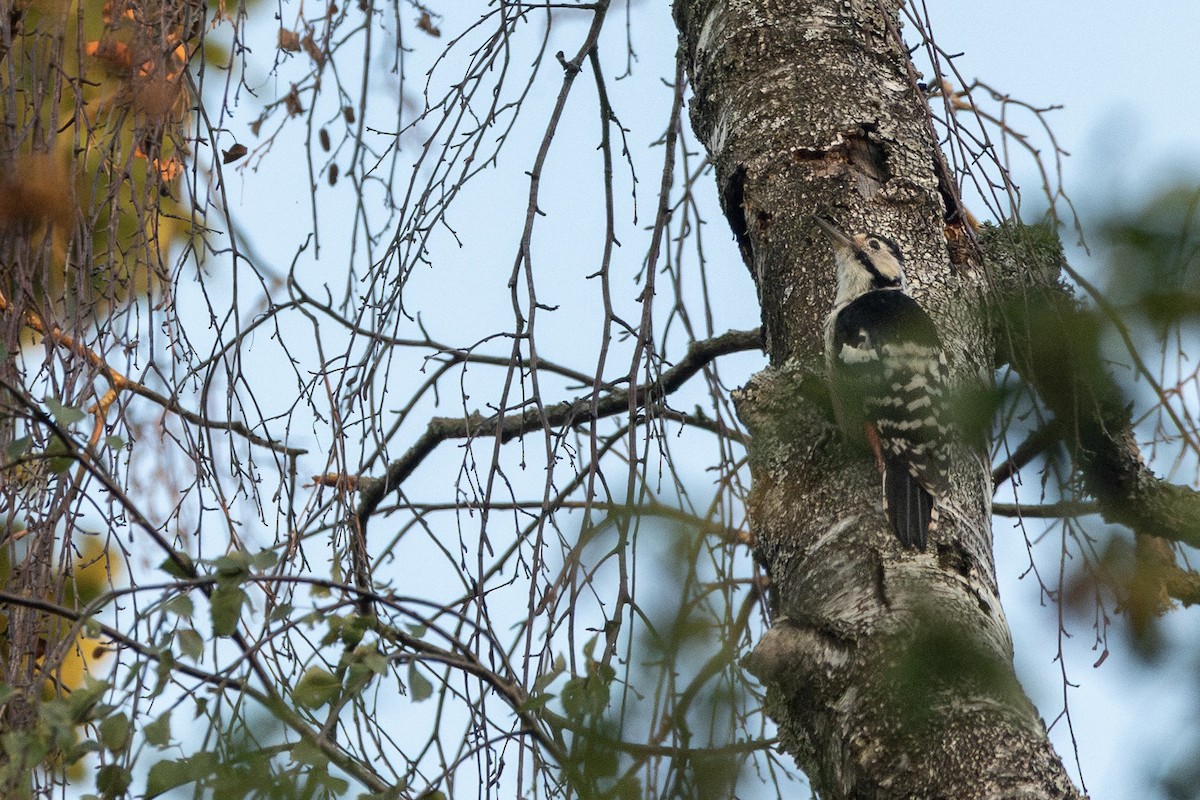 White-backed Woodpecker - ML644502881