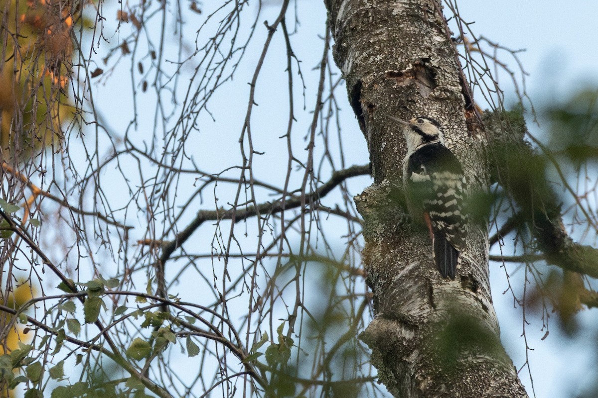 White-backed Woodpecker - ML644502882
