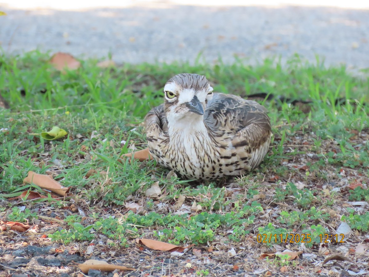 Bush Thick-knee - ML644502887