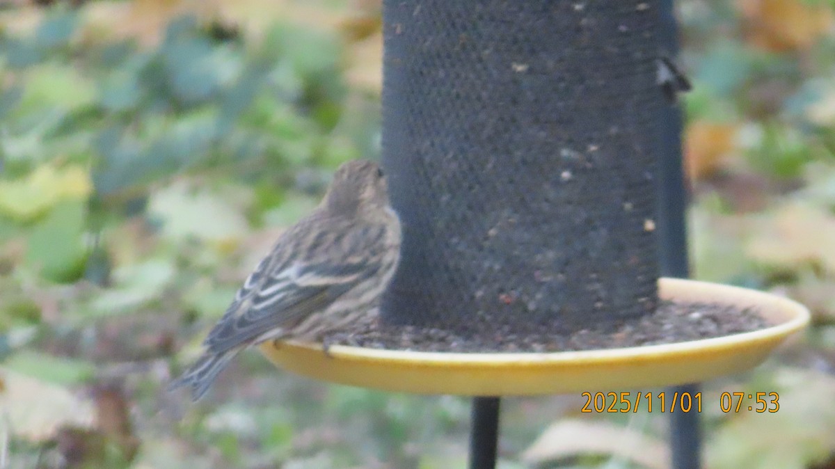 Pine Siskin - ML644502888