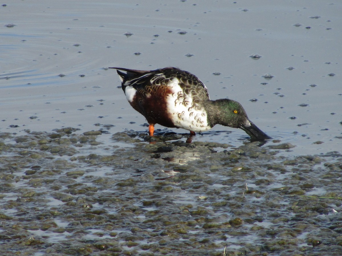 Northern Shoveler - ML644502889