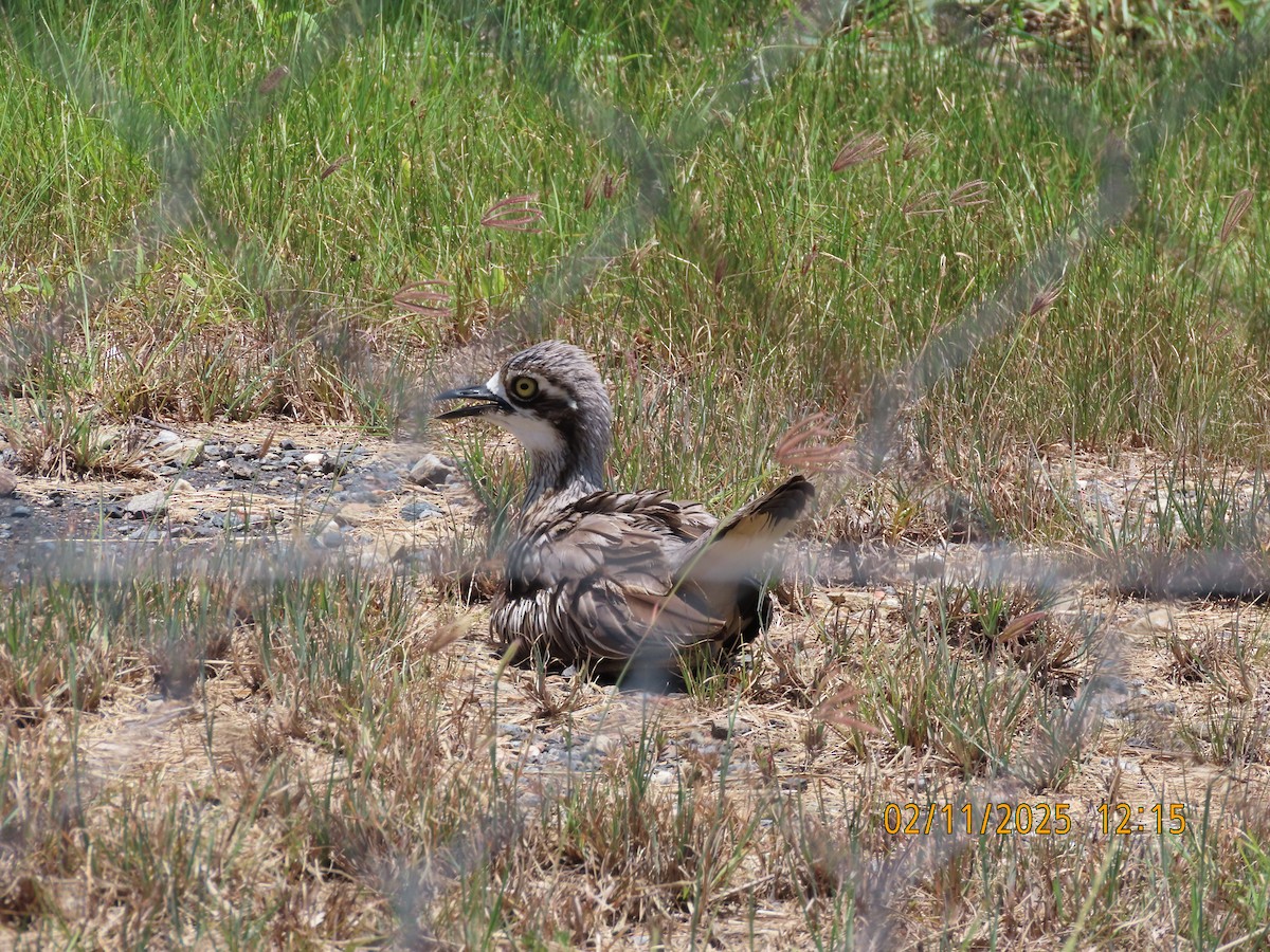 Bush Thick-knee - ML644502890