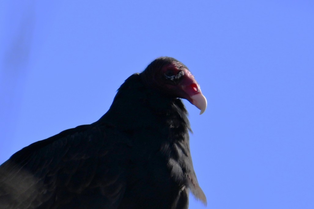 Turkey Vulture - ML644502891