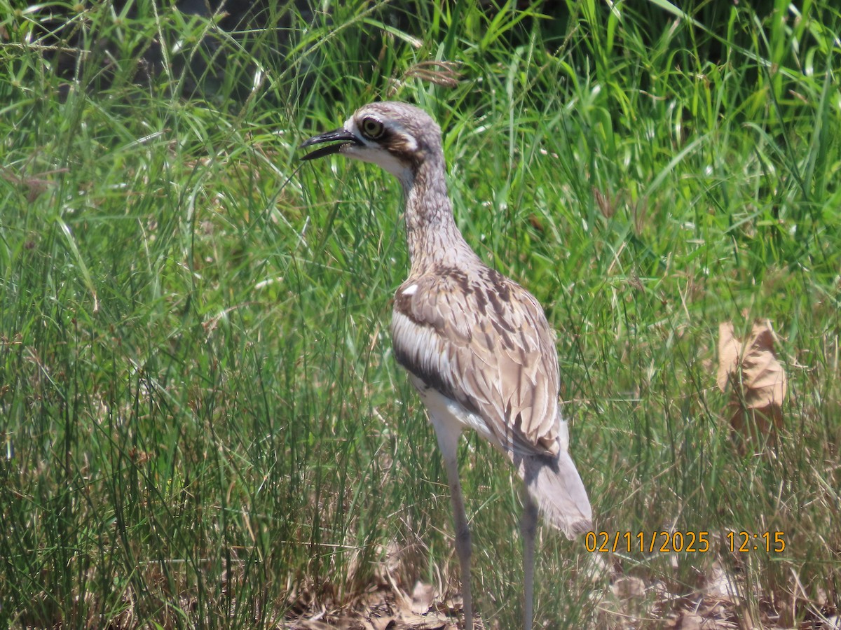 Bush Thick-knee - ML644502897
