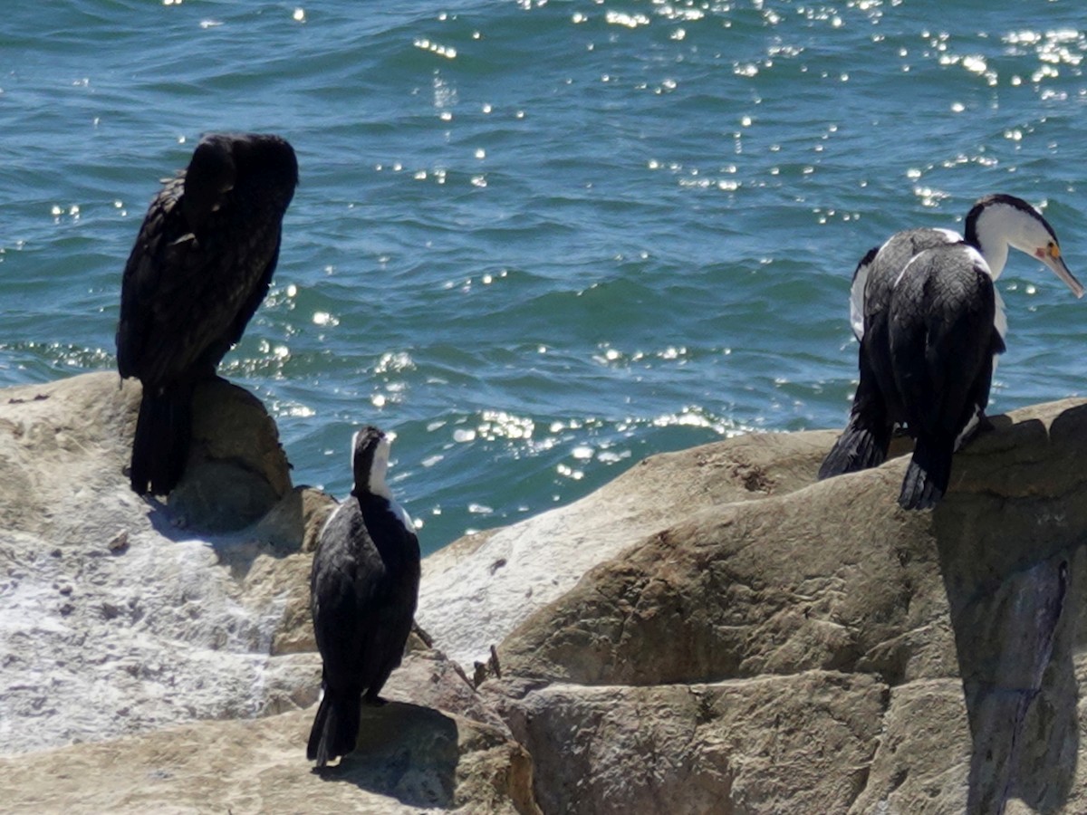 Баклан австралійський - ML644502898