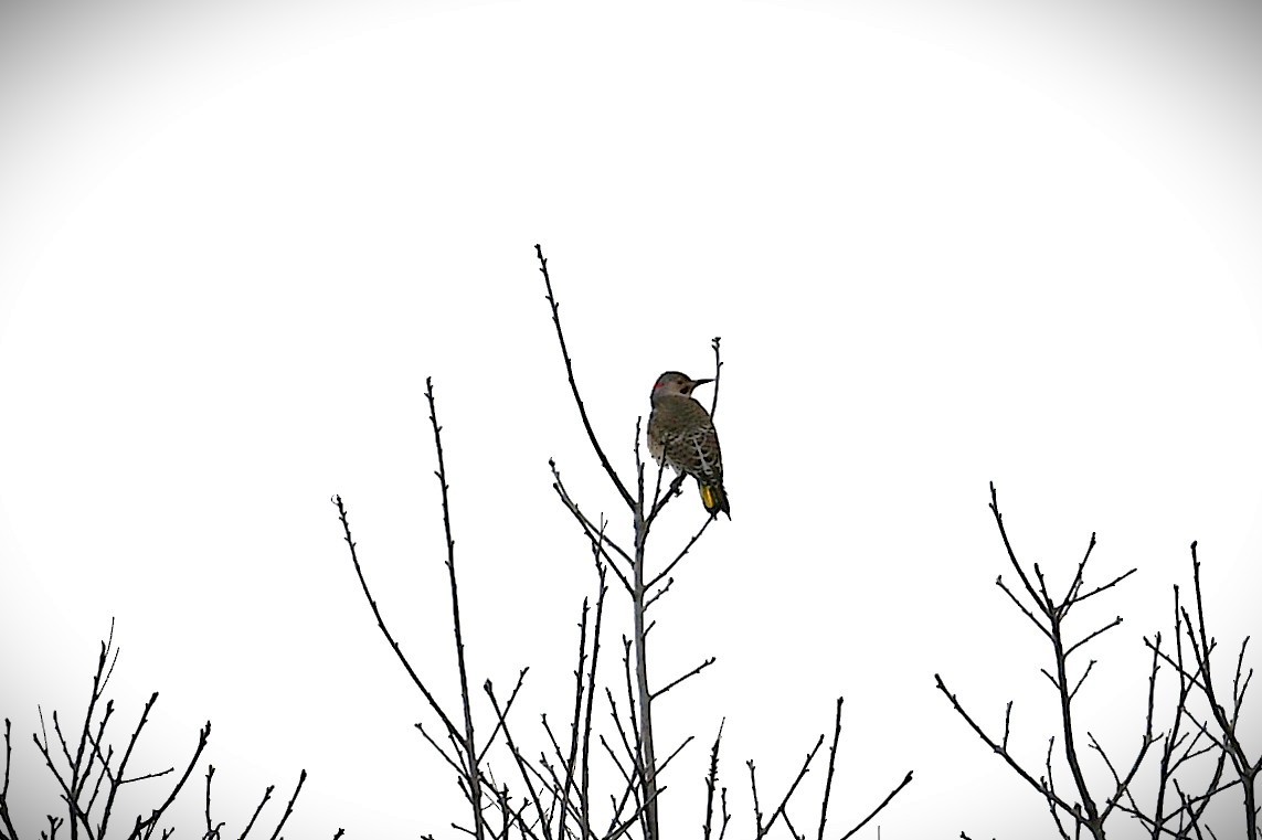 gullspett - ML644502906