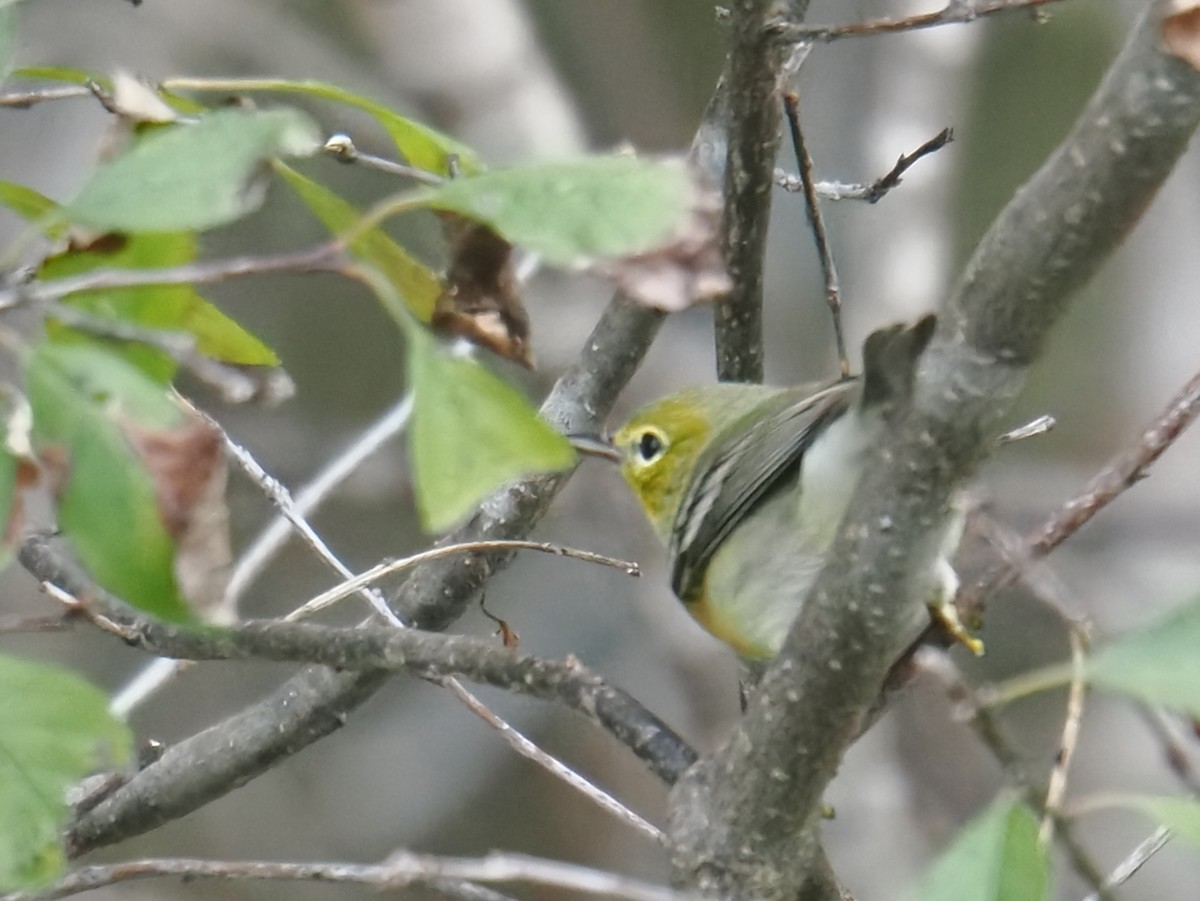 Pine Warbler - ML644502907