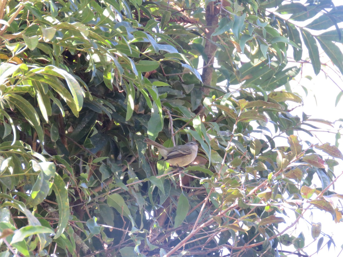 Planalto Tyrannulet - ML644502910