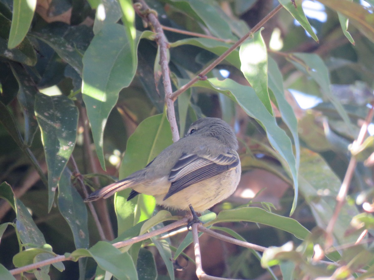 Planalto Tyrannulet - ML644502920