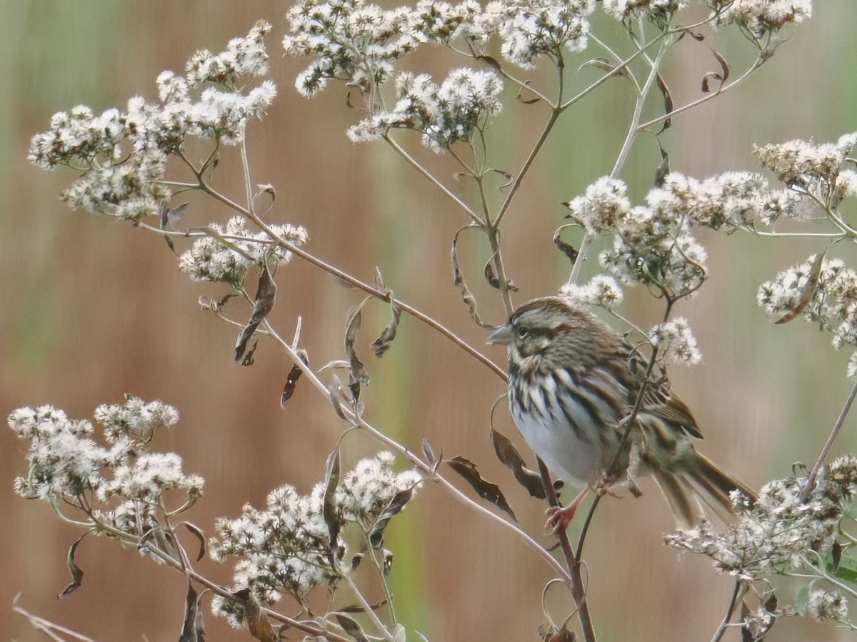 Song Sparrow - ML644502923