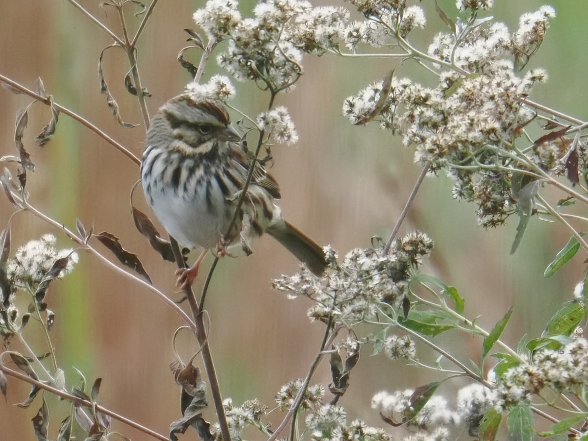 Song Sparrow - ML644502924