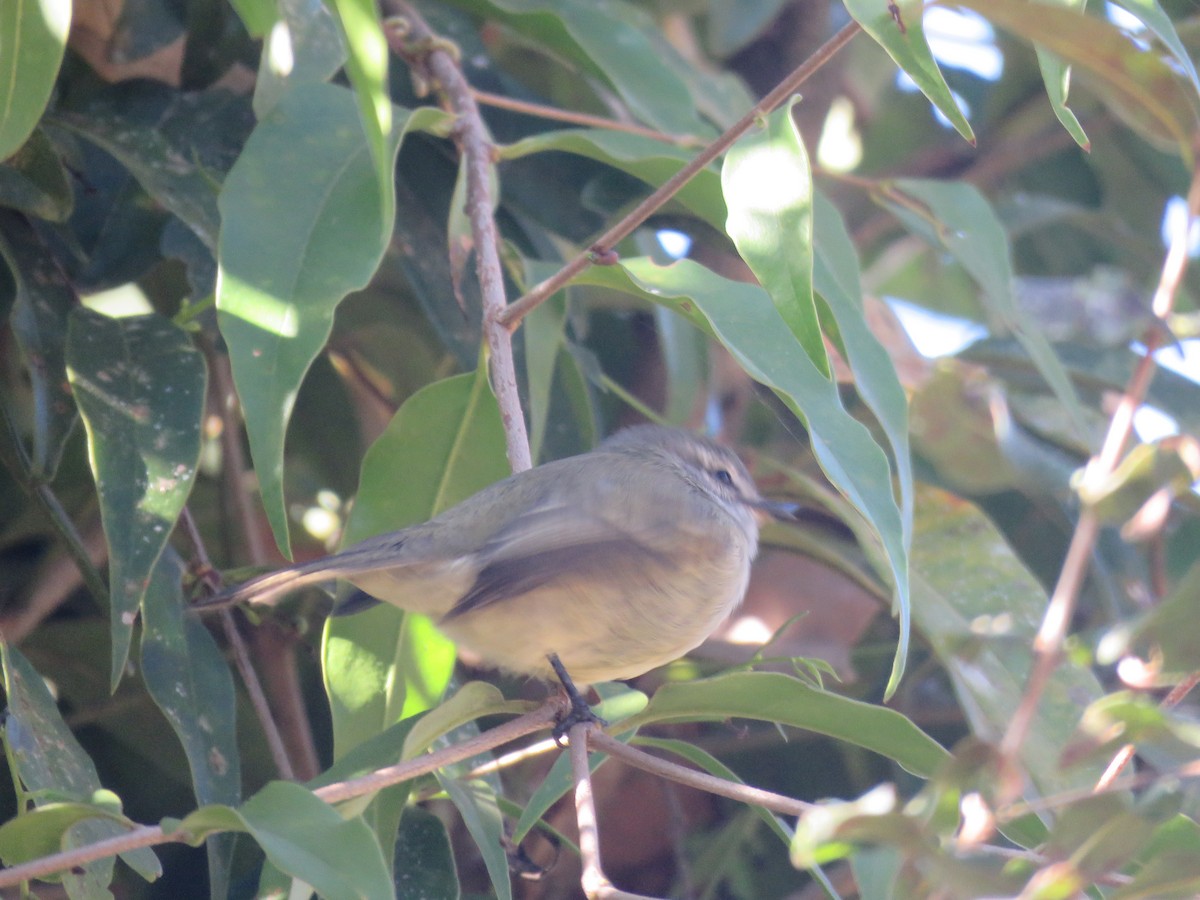 Planalto Tyrannulet - ML644502925