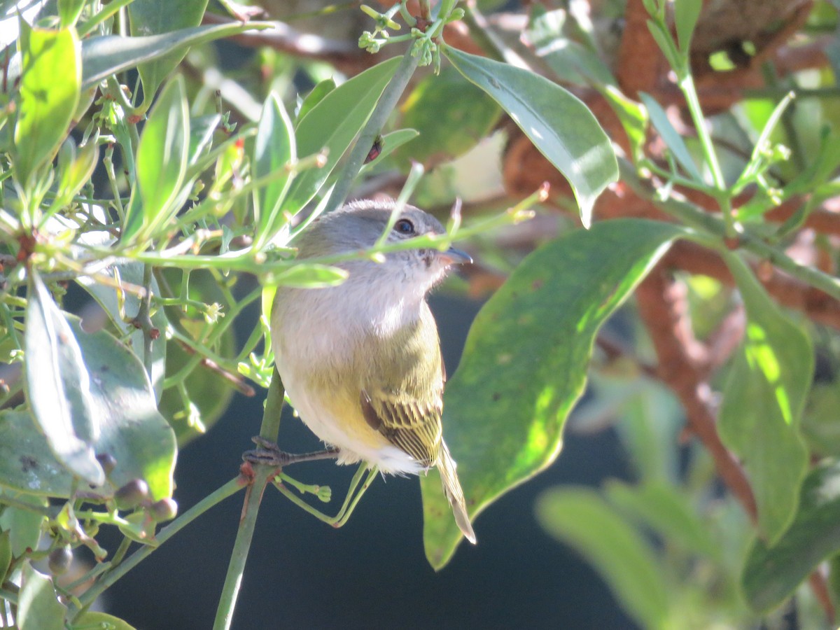 Gray-capped Tyrannulet - ML644502932
