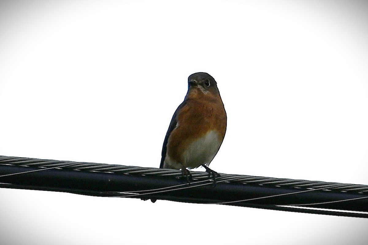 østblåfugl - ML644502934