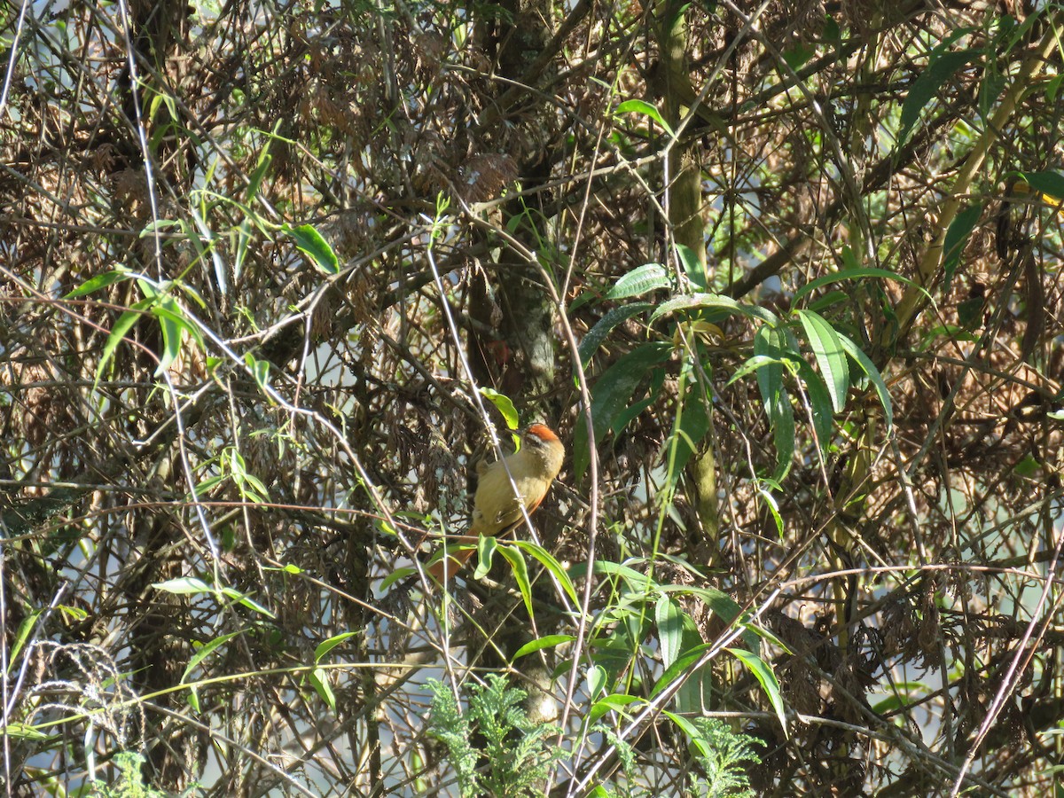 Pallid Spinetail - ML644502935