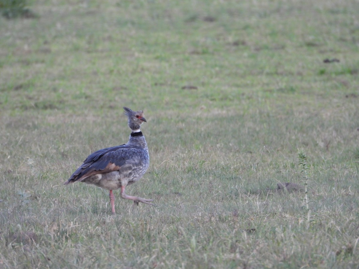 Southern Screamer - ML644502937