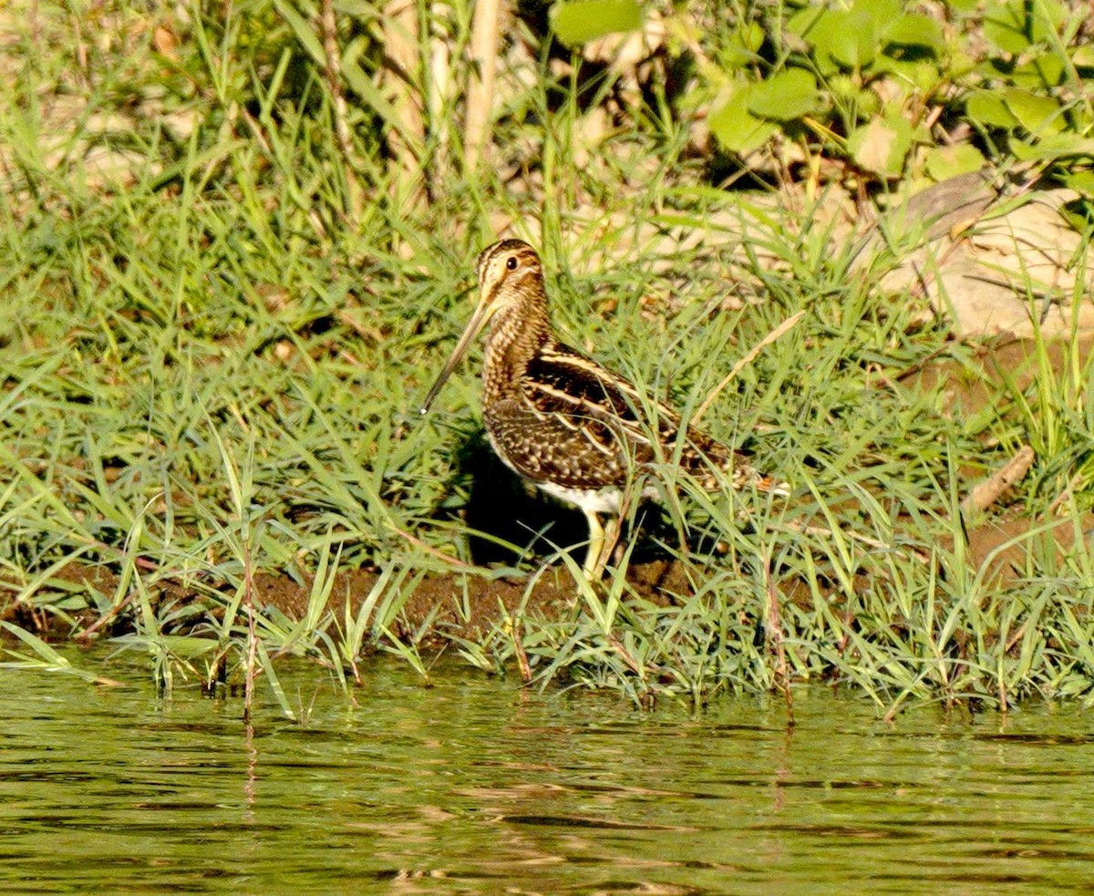 Wilson's Snipe - ML644502939