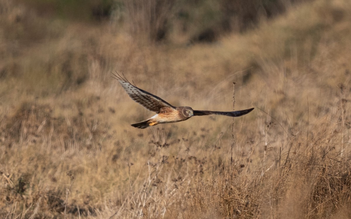 Northern Harrier - ML644502940