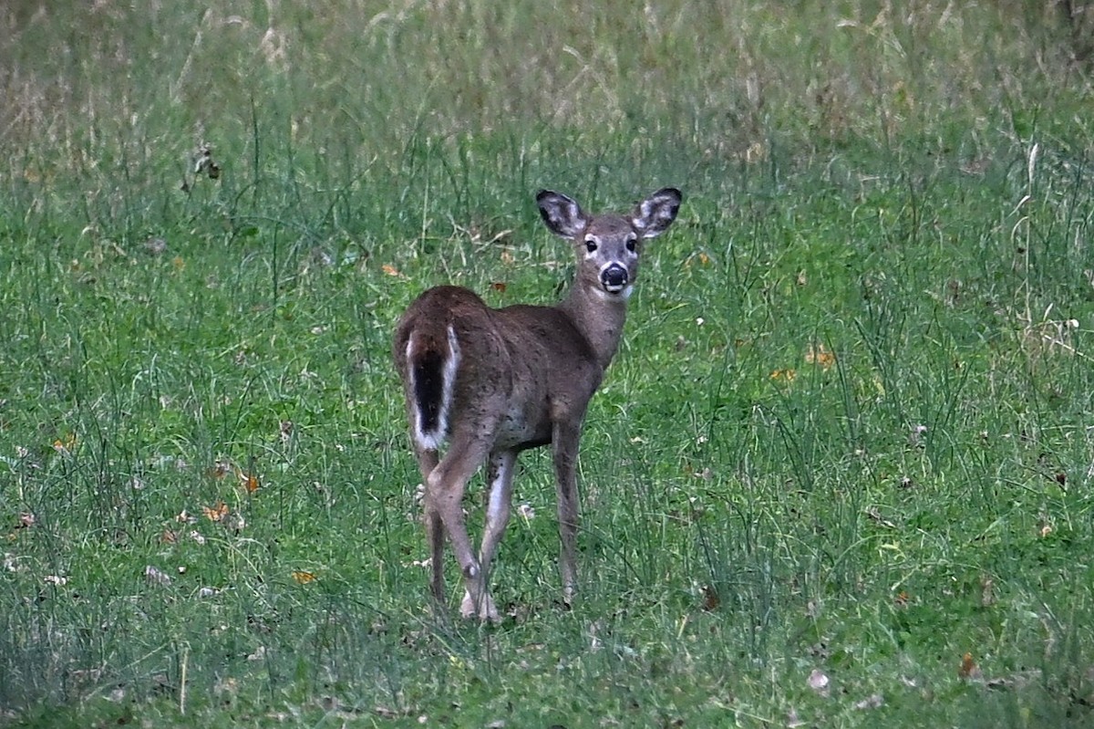 Animals - ML644502941