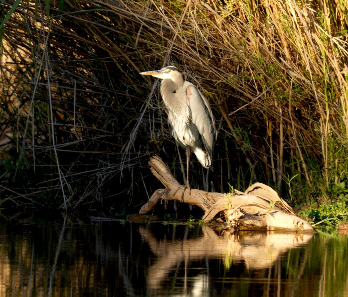 Grand Héron - ML644502943