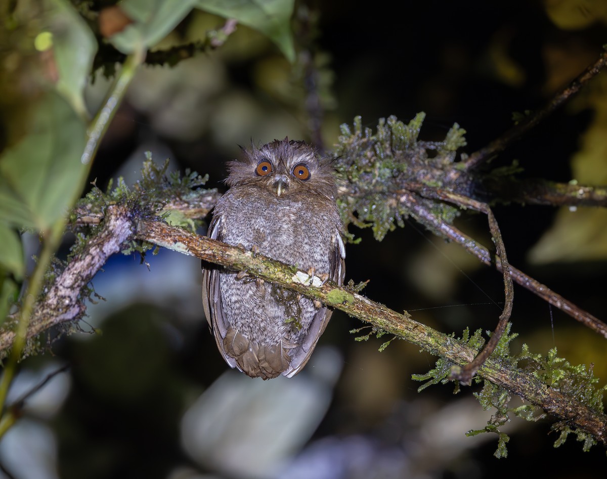 Perukauz - ML644502944