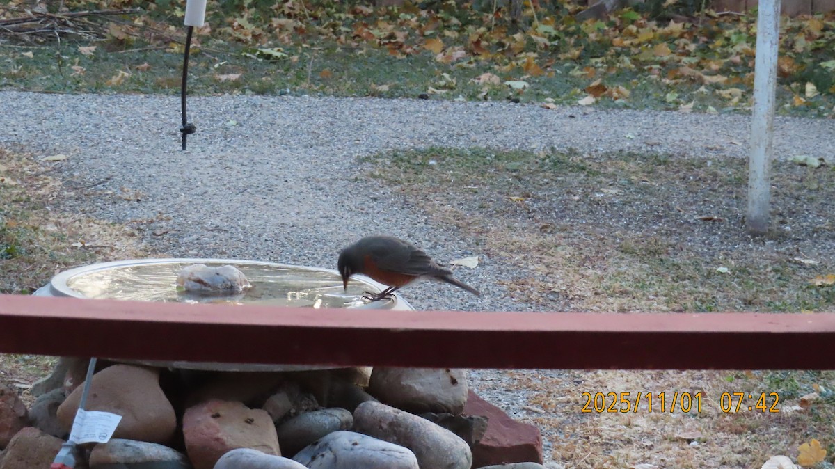 Merle d'Amérique - ML644502945