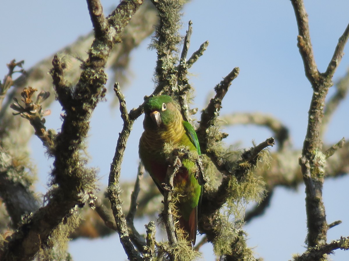 Maroon-bellied Parakeet - ML644502956