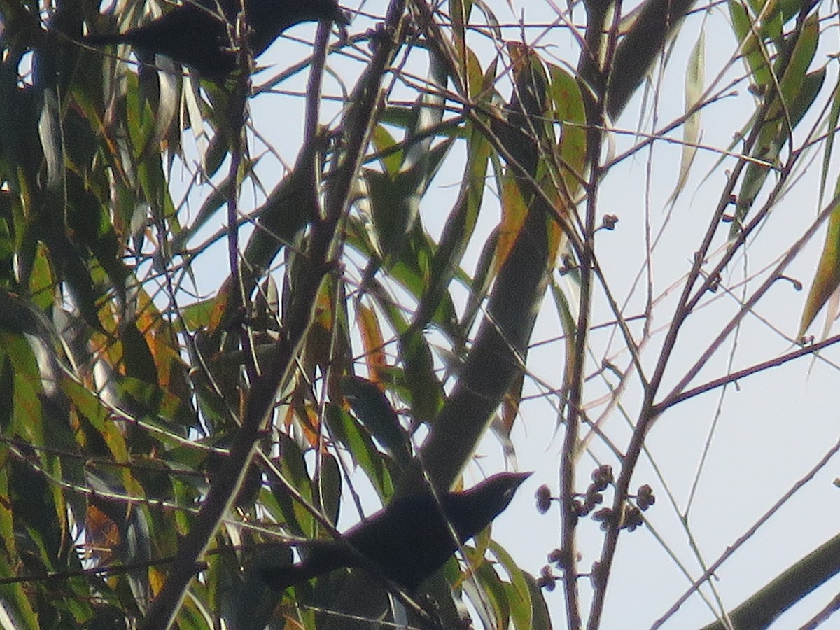 Shiny Cowbird - ML644502974