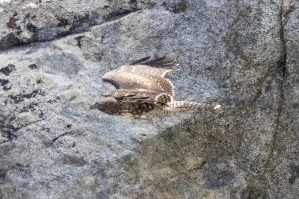 Poiana codarossa - ML644502975