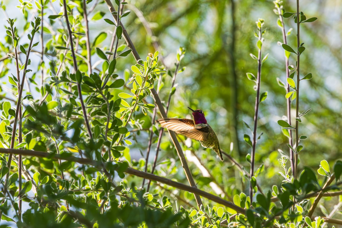 Anna's Hummingbird - ML644502976